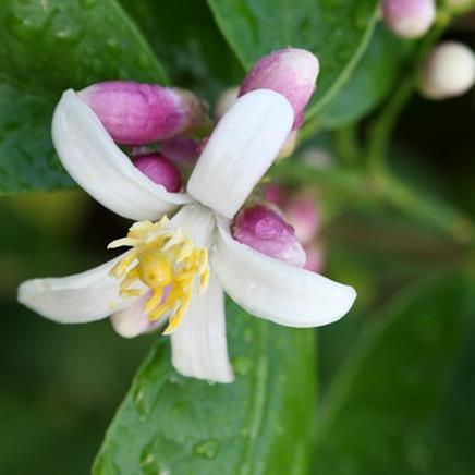 Actif naturel Fleur d'oranger (bigaradier)